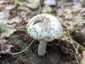 Fehér galóca (Amanita verna), Dél-Pest